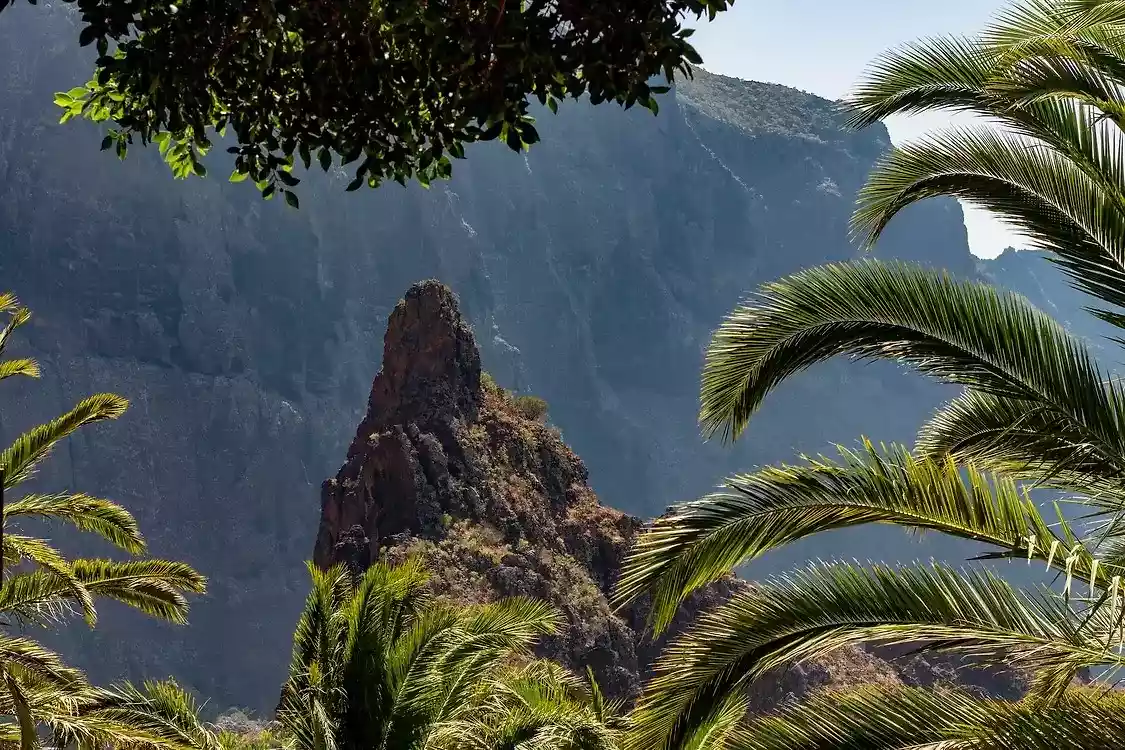 canary island