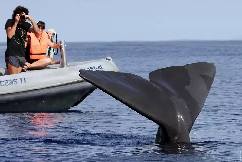 Dolphin-and-cetacean-observation-2