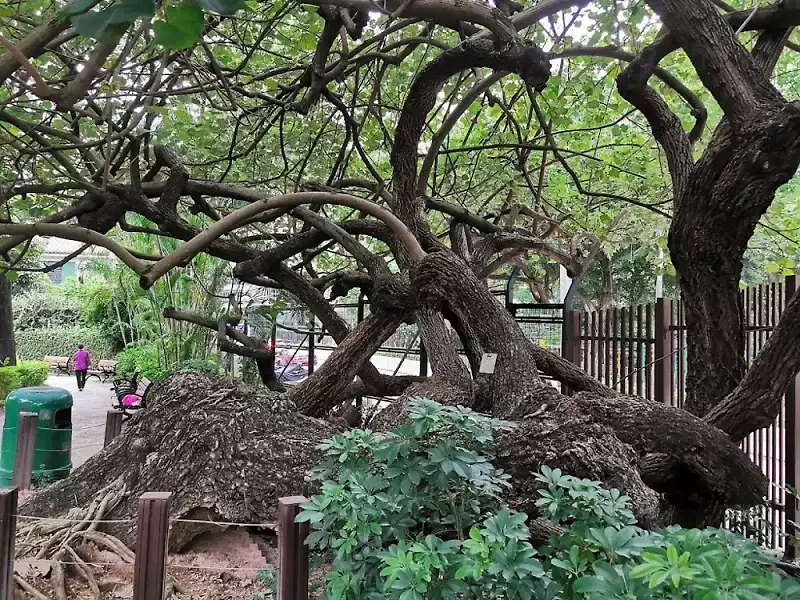 Kowloon-Park-2