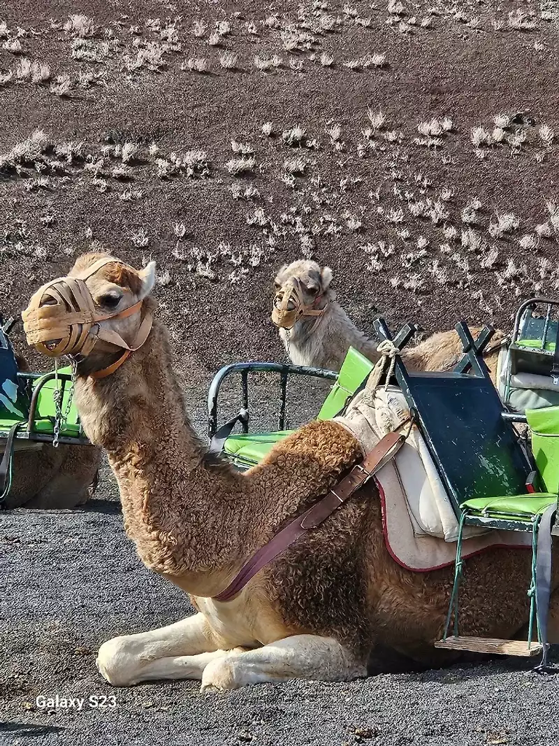 Tour-to-Timanfaya,-Jameos-del-Agua,-Cueva-de-los-Verdes-and-viewpoint-from-the-cliff--1