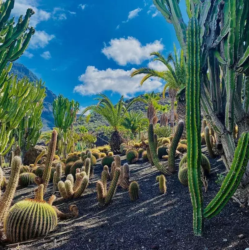 Cactualdea-Park-0