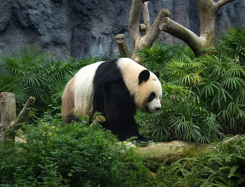 Macao-Giant-Panda-Pavilion-0