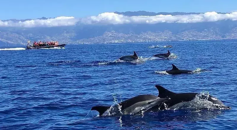 Dolphin-and-cetacean-observation-0