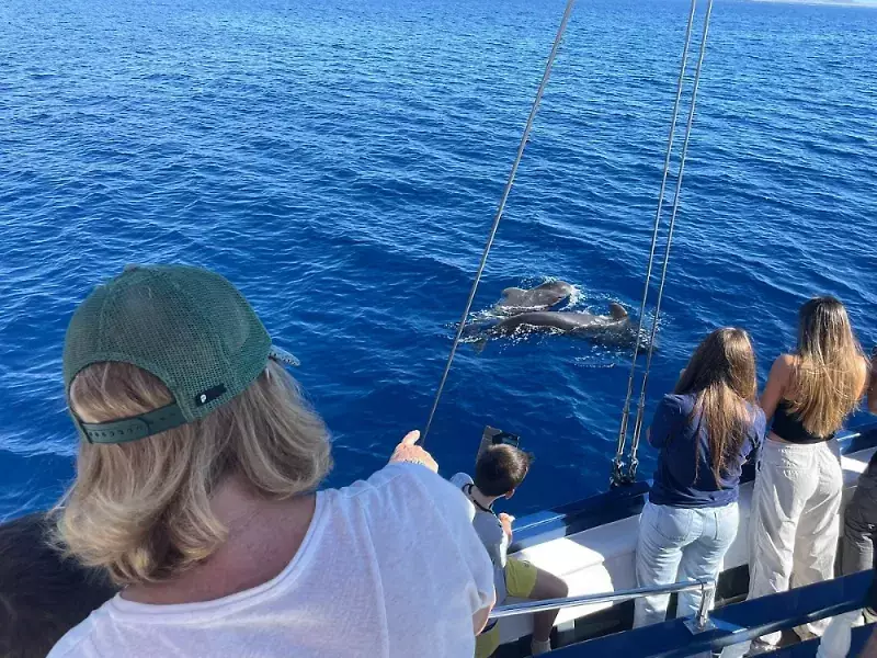 Whale-&-Dolphin-Watching-Boat-Tour-from-Los-Cristianos--0